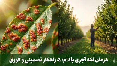 "درمان لکه آجری بادام؛ ۵ راهکار تضمینی و فوری"
